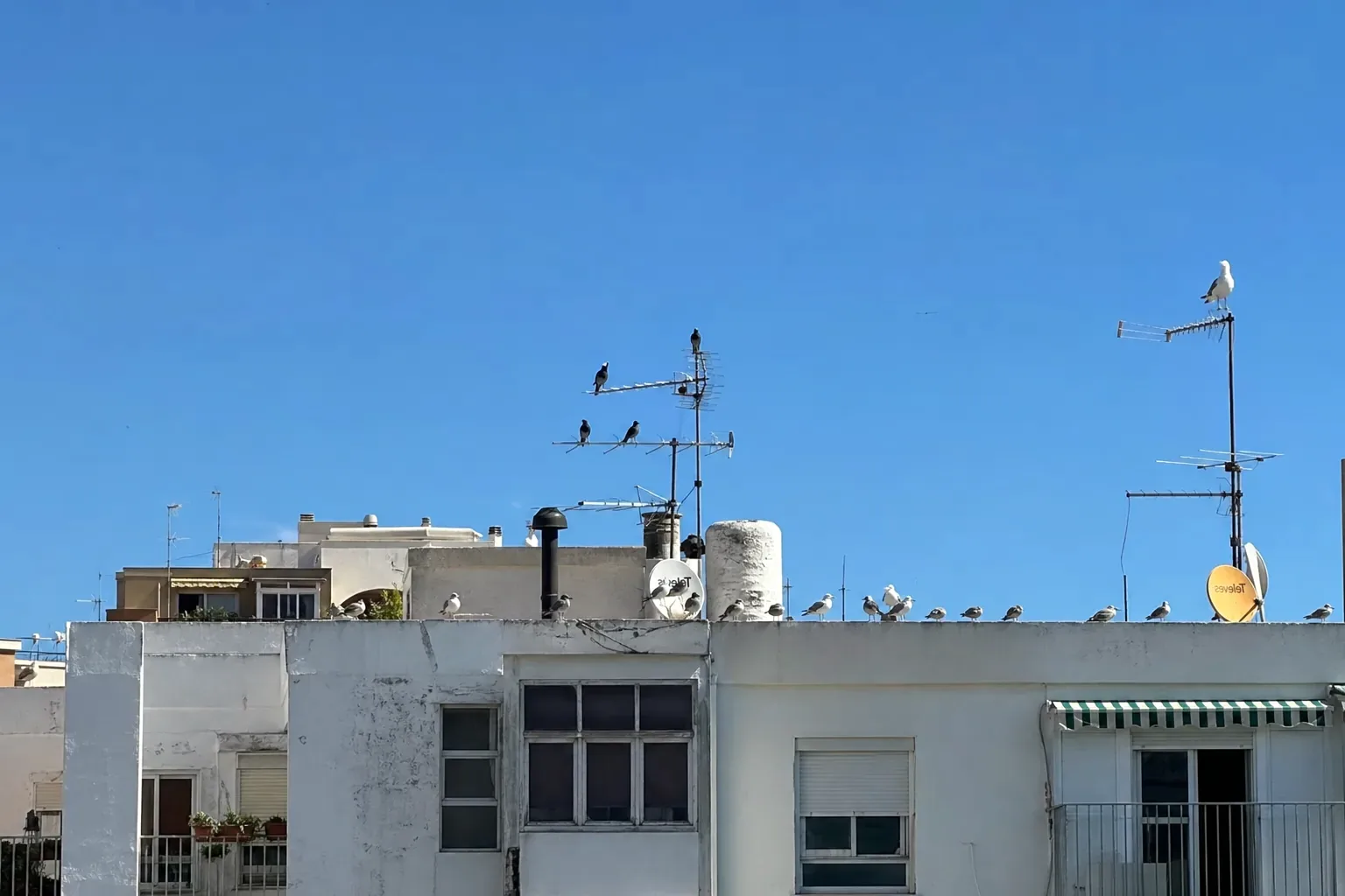 Control de aves urbanas en cubiertas y cornisas