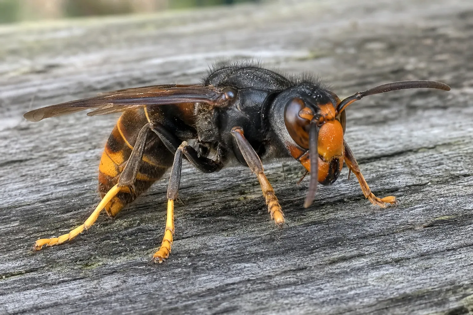 Avispa asiática (Vespa velutina) en detalle