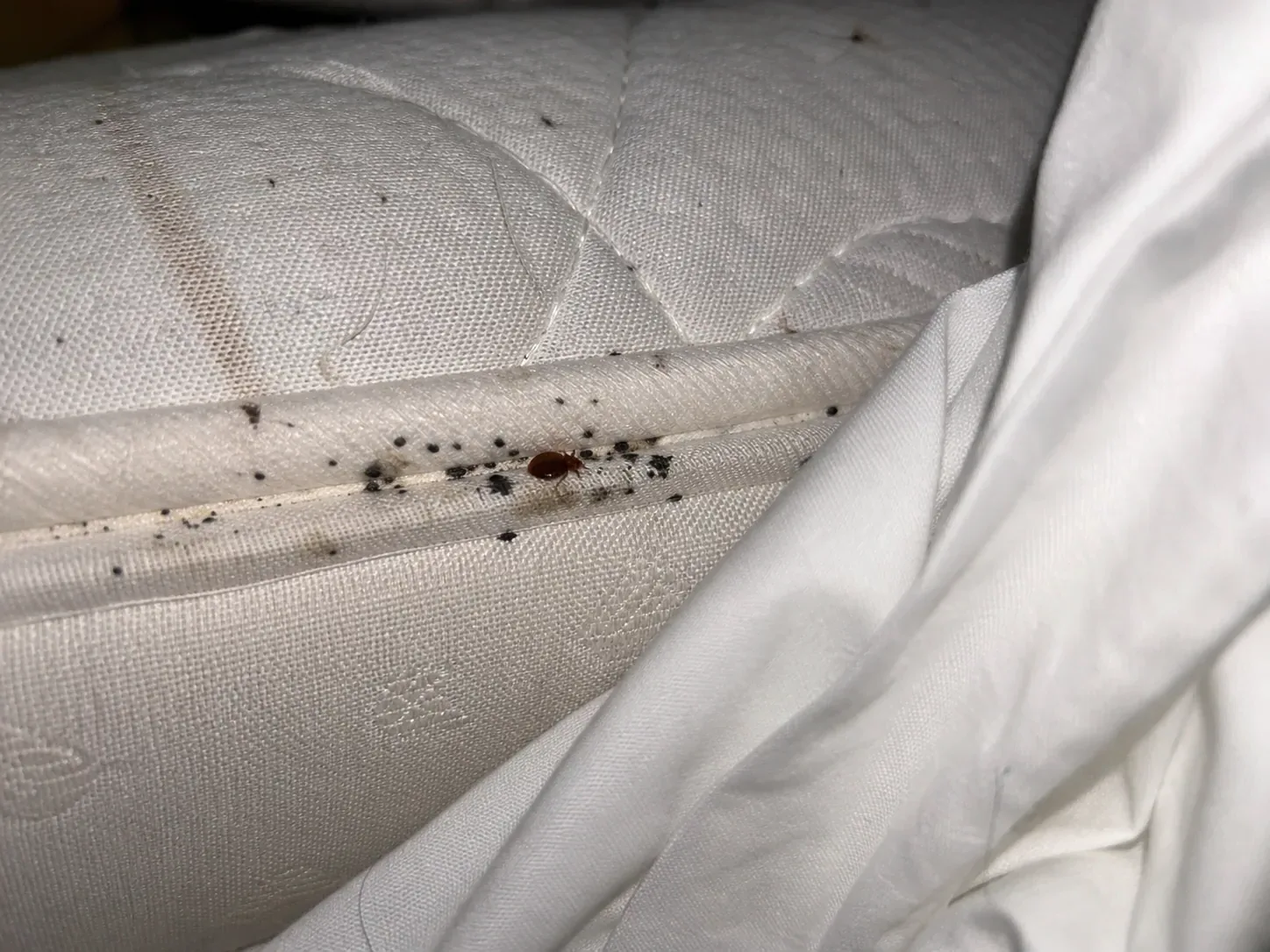 Chinche de cama en la costura de un colchón