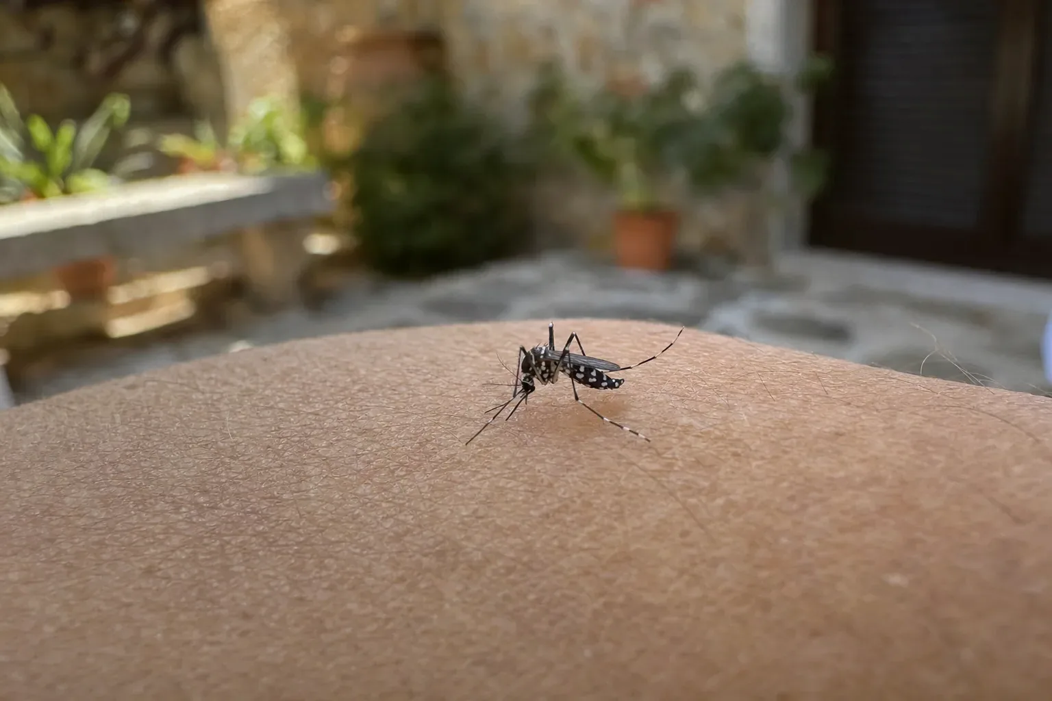 Tratamiento de mosquito tigre en Parets del Vallès — ParetsControl