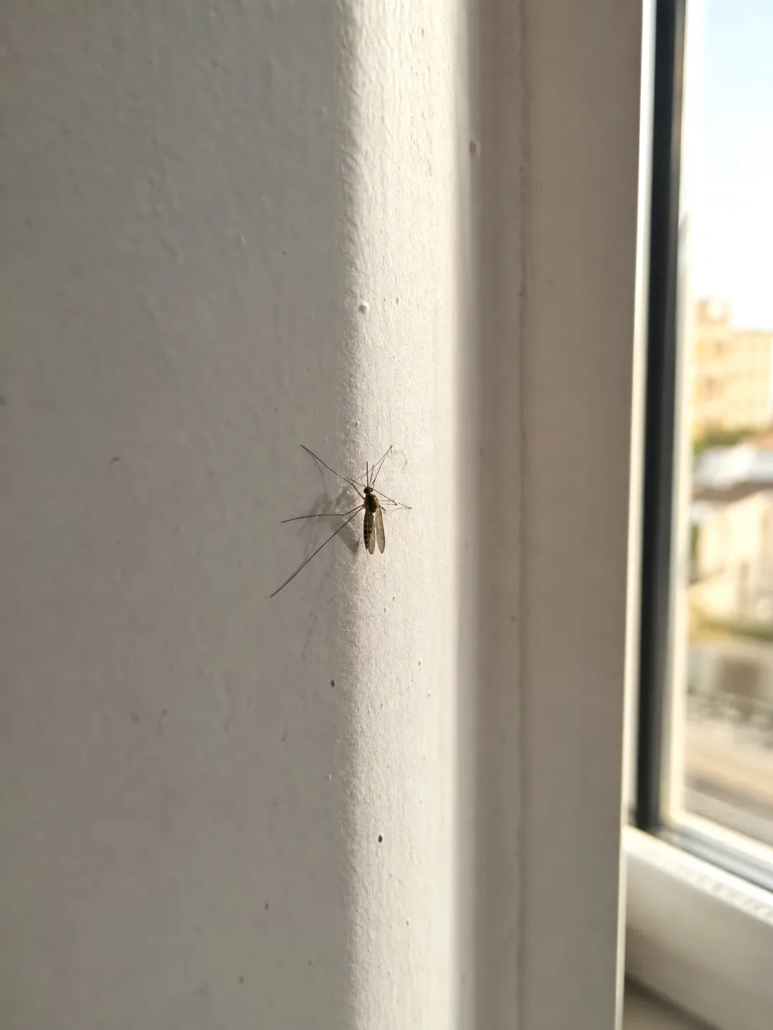 Tratamiento de mosquitos en Parets del Vallès — ParetsControl