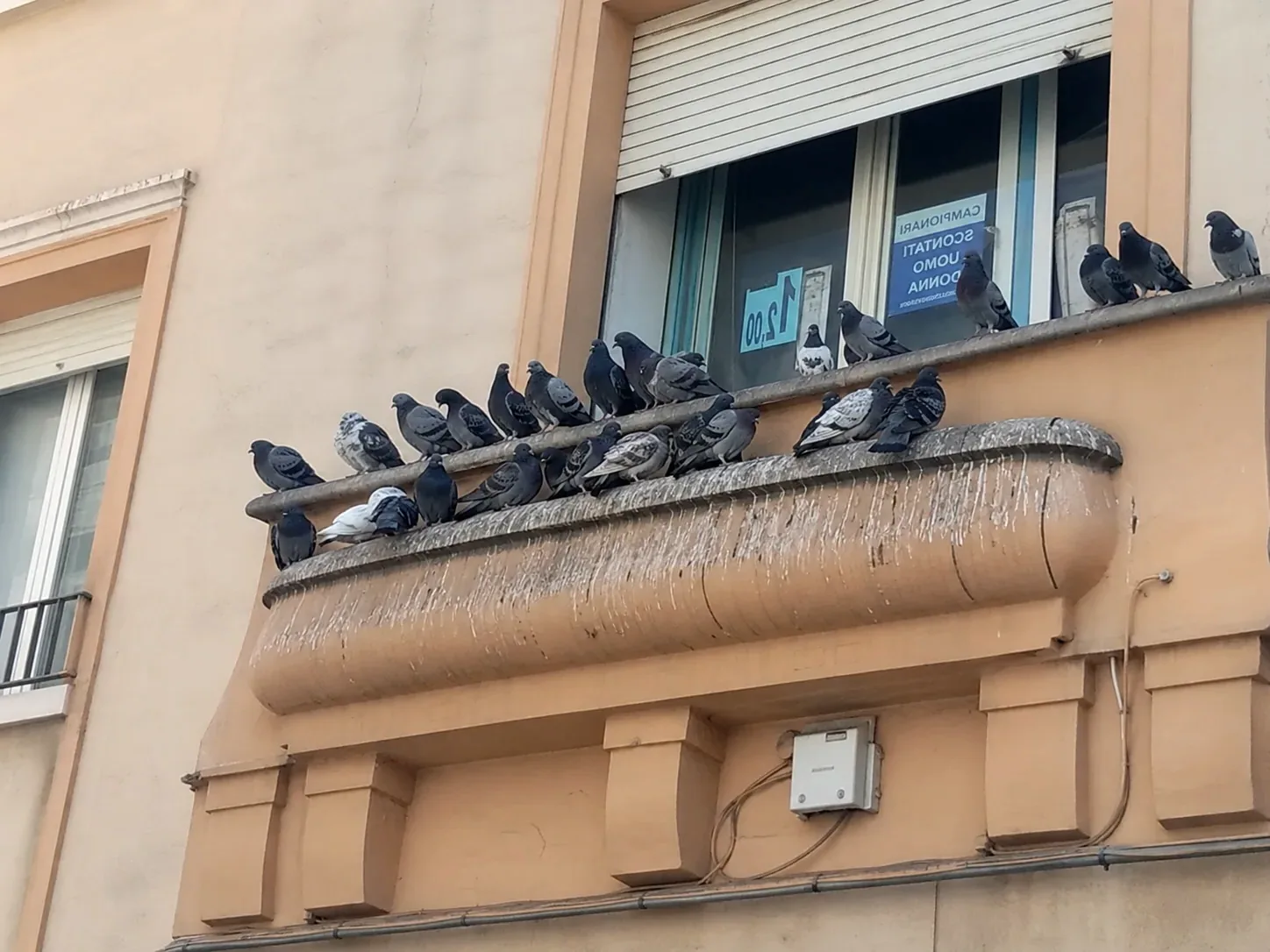 Palomas posadas en la cornisa de un edificio en Parets del Vallès